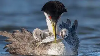 Enter the 2023 Audubon Photography Awards