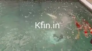 Japanese koi pond - A crystal clear show quality koi pond project Completed at Ahmedabad India-2017