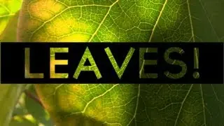 LEAVES! (Canon VIXIA HF M40)