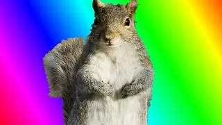 SQUIRREL ENCOUNTER | FilmerFamily Q&A #4