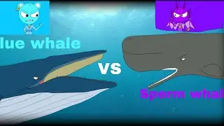 Blue whale vs sperm whale (animation)