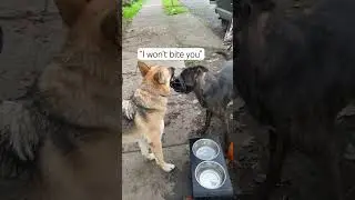Dog Communication (&ldquo;I won&rsquo;t bite you again&rdquo;) #awakenedk9 #dogrescue #shorts #germanshepherd #dogs