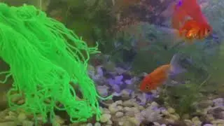 Spawning mop for Breeding Fish