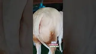 👌Viral Collection 2026 Tarafdar Vlog Cattle Farm Video Joynagar #viral #minivlog #bacchi