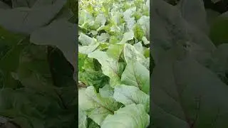 beetroot ..
