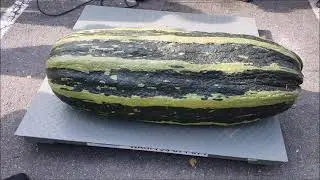M&oacute;j Kabaczek 74,5 kg - Zbi&oacute;r i Ważenie - Rekord Polski :)
