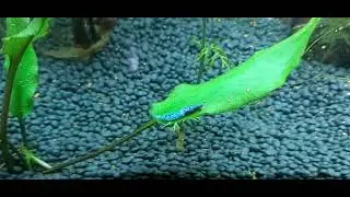sleeping shrimp 🥲
