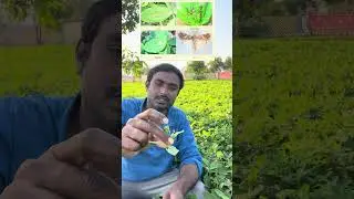 Tobacco caterpillar in ground nut field and controle measures |వేరుశనగలో పొగాకు లద్దెపురుగు,నివారణ