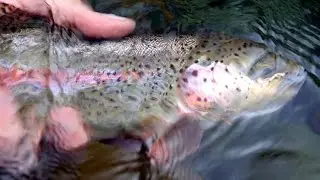 McKenzie River Fly Fishing - Fishing Action Sample