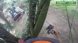 Tree Climbing Dermot Casey Tree Cutting Services - Nationwide, Ireland