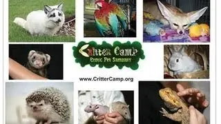 What is Critter Camp ?