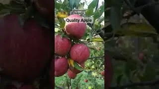 Quality Apple in Kashmir SAGA Orchard #kashmir #apple #bestquality #shorts2023new