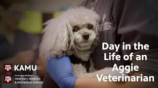 Day in the Life of an Aggie Veterinarian | Dr. Lori Teller Shows Us Around Primary Care