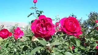 Rose L.D. Braithwaite 36 Std Tree.mov