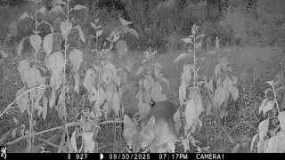 Browning Trail Cam: Gray Fox 9/30/25 7:17am