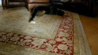 Why my house smells like wet dog...