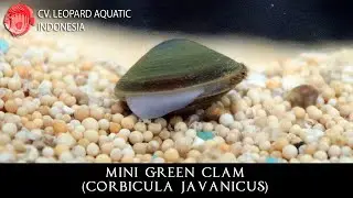Corbicula javanicus THE CUTE Mini Green Clam. (Leopard Aquatic W040A)