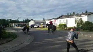 Wild Bull Escaped