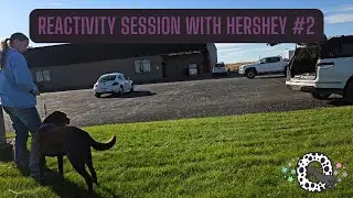 Reactivity Training Session With Hershey #2
