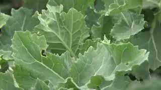 Perko - krmna repica odličan izvor hraniva