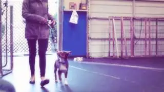 Formal Puppy Training at Amber Cottle Obedience School - Level 1 Basic Obedience Dog Training