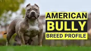 American Bully Dogs 101: Unleashing the Secrets of an Extraordinary Breed!