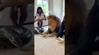 breakfast time for my pets #viral #animallife #shortvideos #viralvideo #youtubeshorts #shorts
