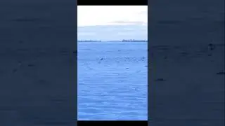 &laquo;Захватывающая охота на лис, снятая на камеру!&raquo;#youtubeshorts #hunting#foxhunting#weldingmachine
