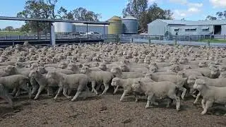 Blairgowrie PS -960- Poll Dor Sired Weaned Sucker Lambs 26.1Kg