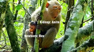 OMG Heart Terrify to see Anita kidnapper catch newborn Rex, Rose try her best to get baby Back