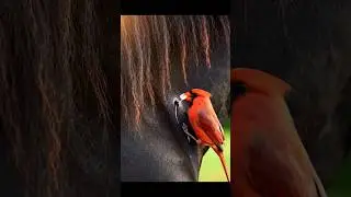 Beautiful bird 🕊️ rescue horse 🐎 #animalrescue #animals #wildlife #lion #rascue #birds #shorts #cute