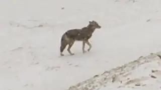 Coyote at Longnook Beach in Truro