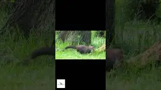 Baby stone marten (Martes foina) in captivity - uncoloured#shorts