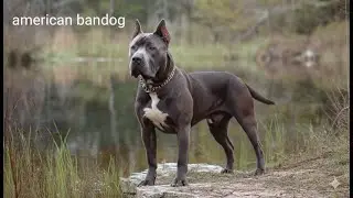 The American Bandogge&mdash;the history of the breed#AmericanBandogge#GuardianDog#ProtectionDog#LargeBreed