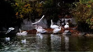 swan,s nest and hatching of Cygnet