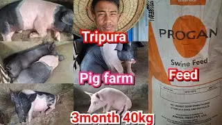 Ani farmni wak(pig)no🐖 tamo tamo chari naidi guys||Tripura kokborok viral vlog video2025