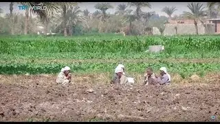 Money Talks: Farming without water in Egypt