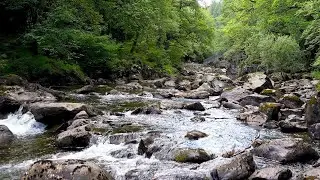 Gentle River Stream with Wind Through Trees | 11 Hours ASMR for Restful Night