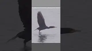 Double-crested cormorant uses its webbed feet to assist in taking flight #cormorant #wildlife