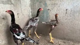 Teenage Murghon Ki Ankhon Mein Gussa &ndash; Lekin Larai Kyun Nahi? | Chicken Behavior Science