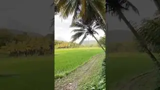 🌴Countryside peace and beauty in Sri Lanka &mdash; simply breathtaking! #tourism  #srilanka  #countryside