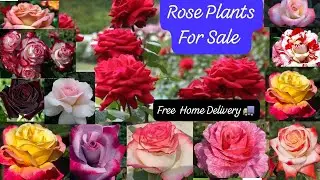 Low Maintenance Rose New Varieties For Sale🌹Free Shipping😱Free Gifts🎁WhatsApp- 8250221446🌹