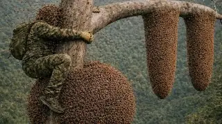 Secrets to Safely Harvesting Giant Honey Bees | Ancient Forest Skills Revealed