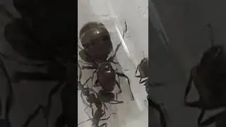 #ant #ants #forthecolony #formica #antlove