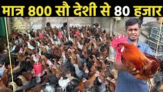 Poultry farm॥desi murgi farm business॥poultry farm business plan new video