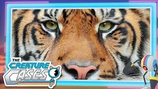 @CreatureCases - 🦁 Big Cat Adventure 😼🦊 | Clubot Quests | Sam and Kit Mysteries