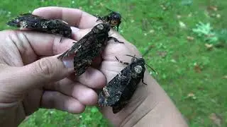 SQUEAKY Deathshead Hawkmoths (Acherontia atropos) SOUND