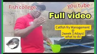 Catfish fry management @ 2week(14days). Basic things to do to avoid mortality.