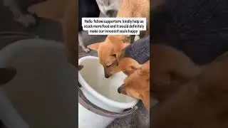 please support my family #rescue #cute #dogs #pets #shorts