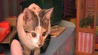 Tiki,Flori,Sniff and Beastie 003.MOD